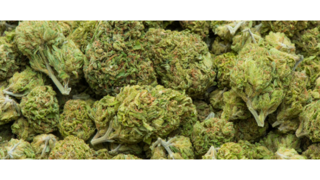 Las 10 variedades de marihuana feminizadas más productivas